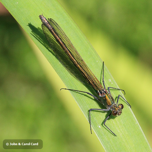 IMG_7004 Calopteryx splendens female.JPG